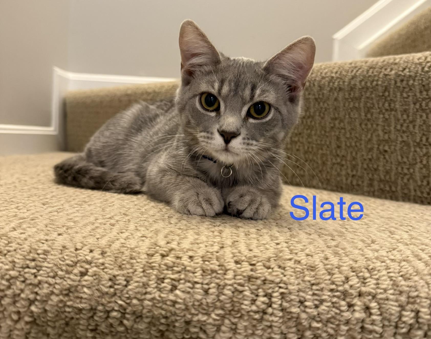 Enlarge Slate, an adopted Domestic Short Hair in Cincinnati, OH image 2/6