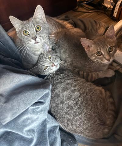 Enlarge Slate, an adopted Domestic Short Hair in Cincinnati, OH image 4/6