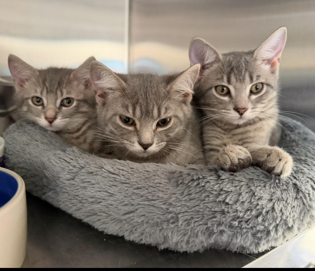 Enlarge Slate, an adopted Domestic Short Hair in Cincinnati, OH image 3/6
