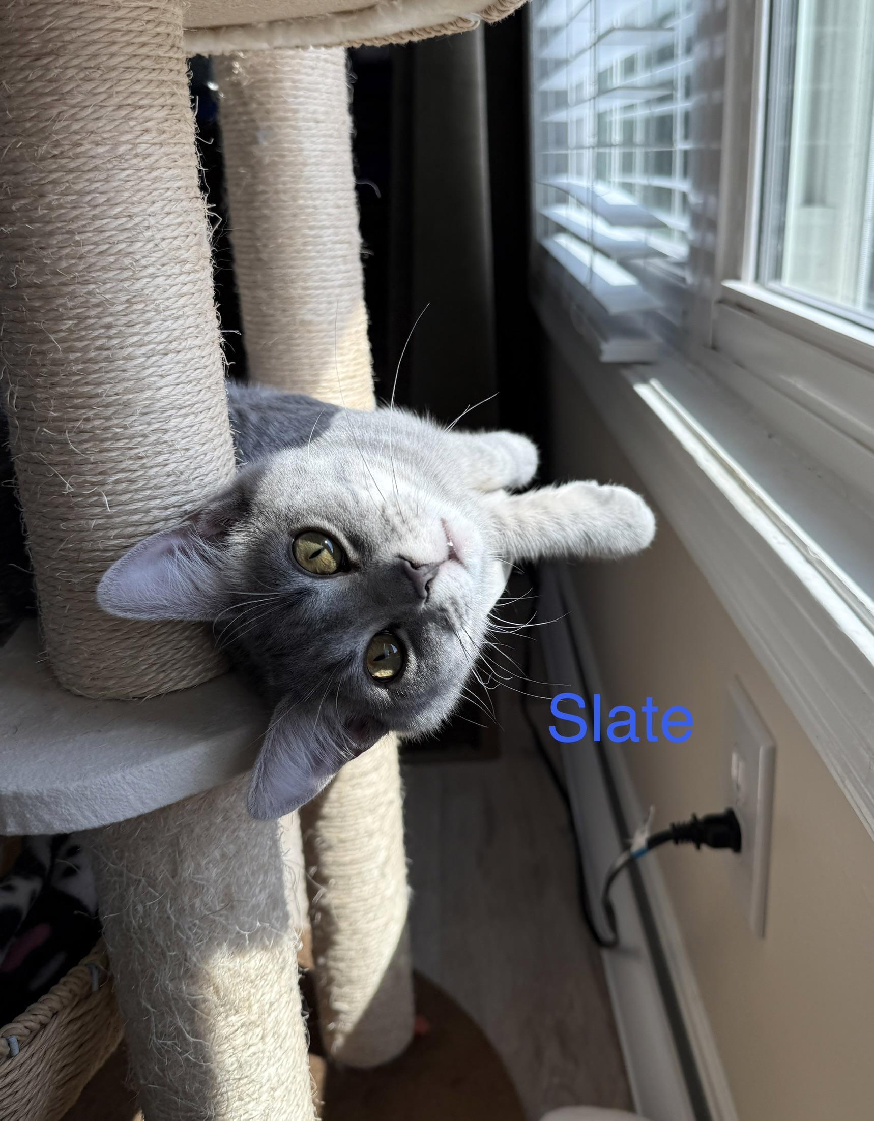 Enlarge Slate, an adopted Domestic Short Hair in Cincinnati, OH image 5/6