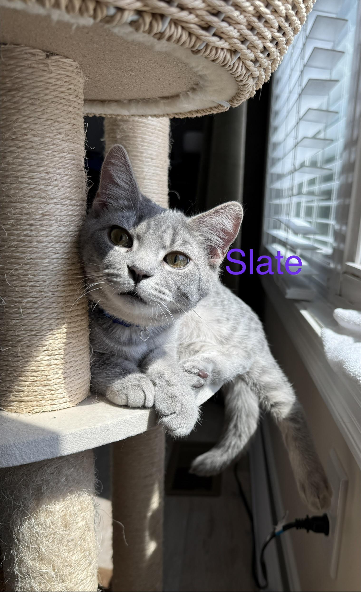 Enlarge Slate, an adopted Domestic Short Hair in Cincinnati, OH image 1/6