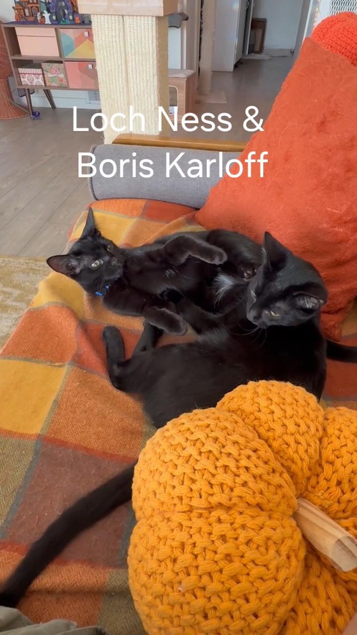 Loch Ness aka Nessie, a Adoptable mixed breed in Albuquerque, NM image 1/2