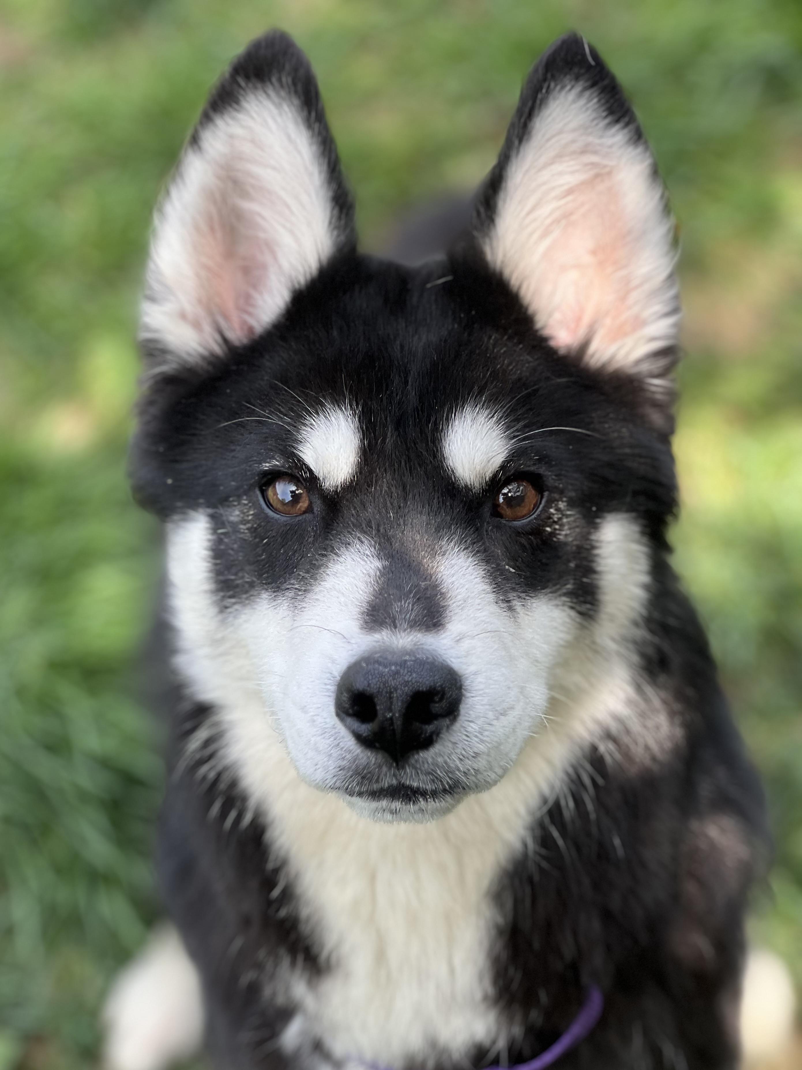 Enzo, ADOPTABLE, Young Male Husky.