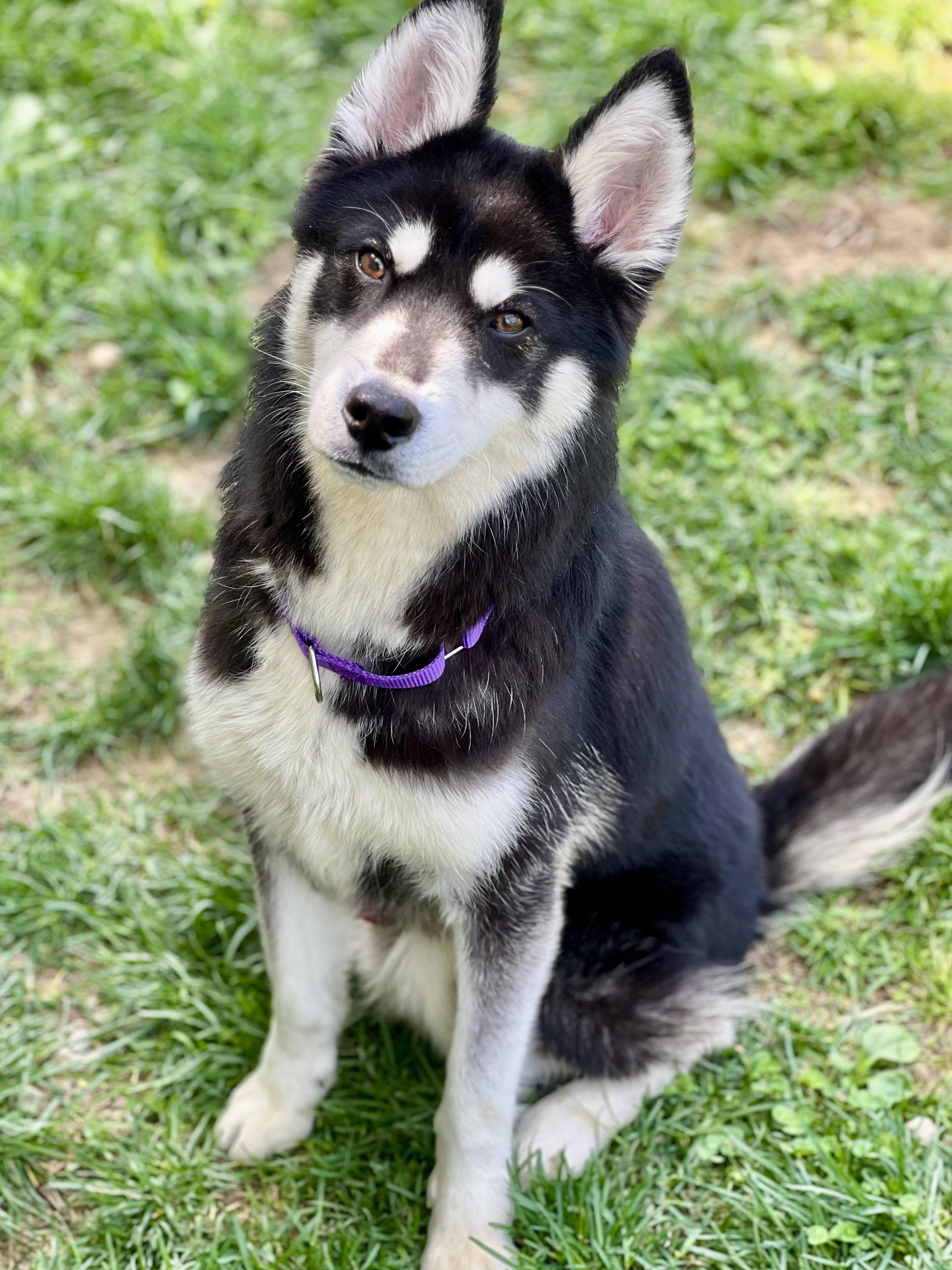 Enlarge Enzo, a ADOPTABLE mixed breed in Monroe, OH image 2/4