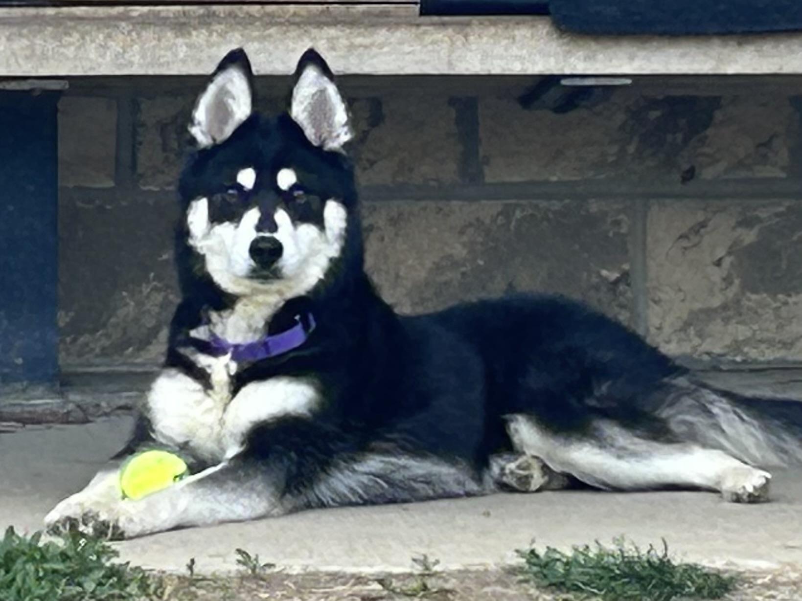 Enlarge Enzo, a ADOPTABLE mixed breed in Monroe, OH image 3/4