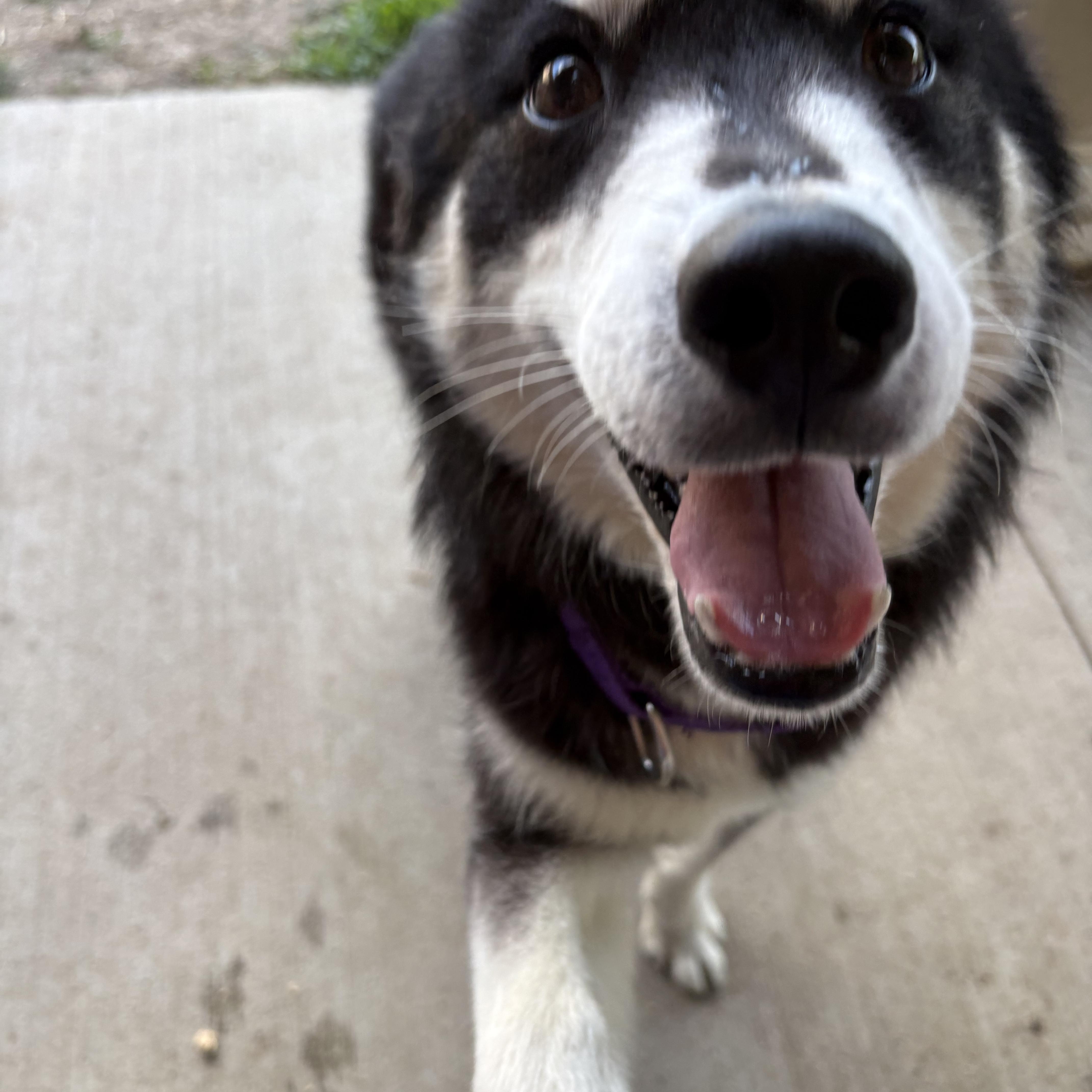 Enlarge Enzo, a ADOPTABLE mixed breed in Monroe, OH image 4/4
