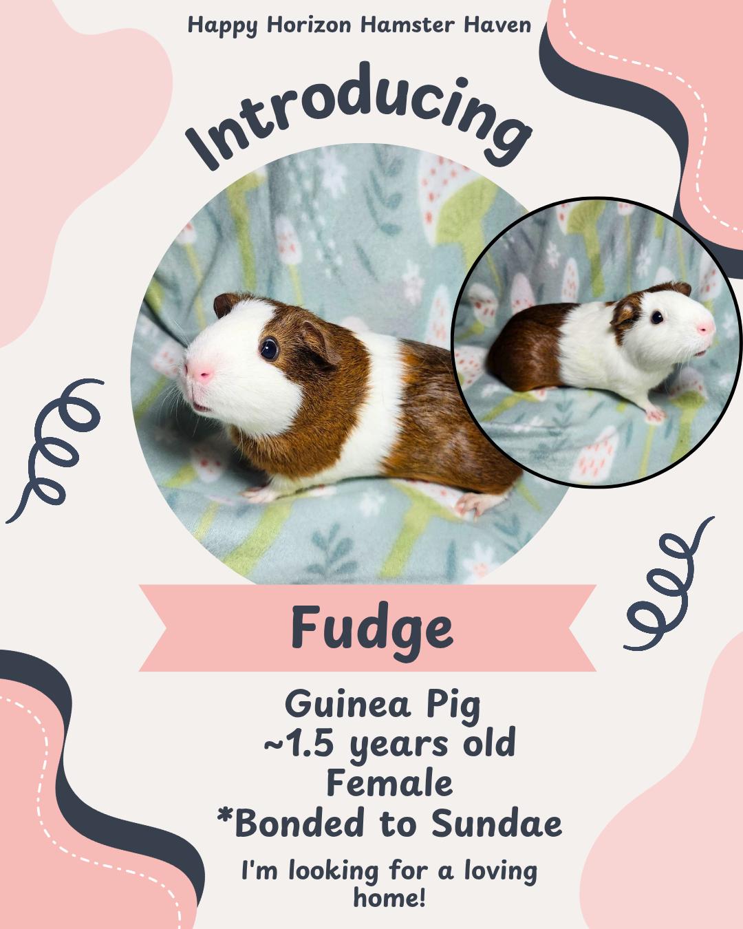 Enlarge Bau, Bun, Fudge & Sundae, a ADOPTABLE Guinea Pig in West Chester, OH image 3/4