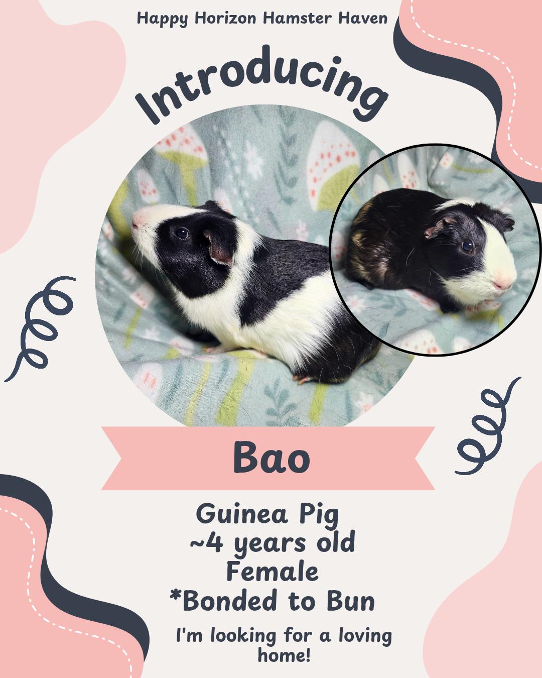 Bau, Bun, Fudge & Sundae, ADOPTABLE, Adult Female Guinea Pig.