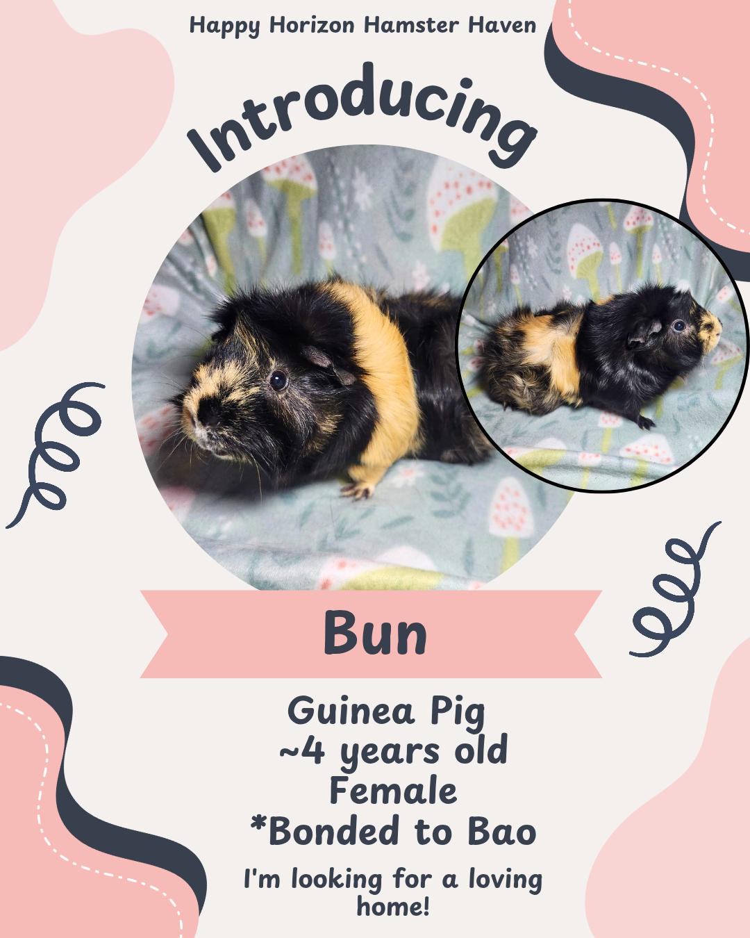 Enlarge Bau, Bun, Fudge & Sundae, a ADOPTABLE Guinea Pig in West Chester, OH image 4/4