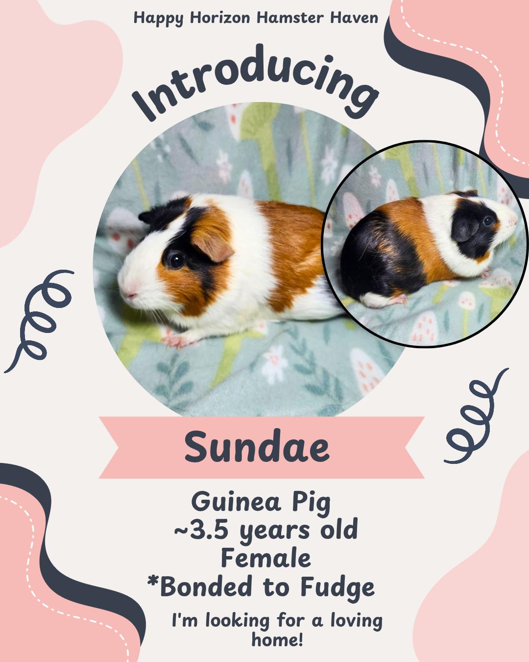 Enlarge Bau, Bun, Fudge & Sundae, a ADOPTABLE Guinea Pig in West Chester, OH image 2/4