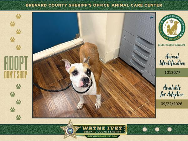 Nelly, Adoptable, Adult Female Mixed Breed.