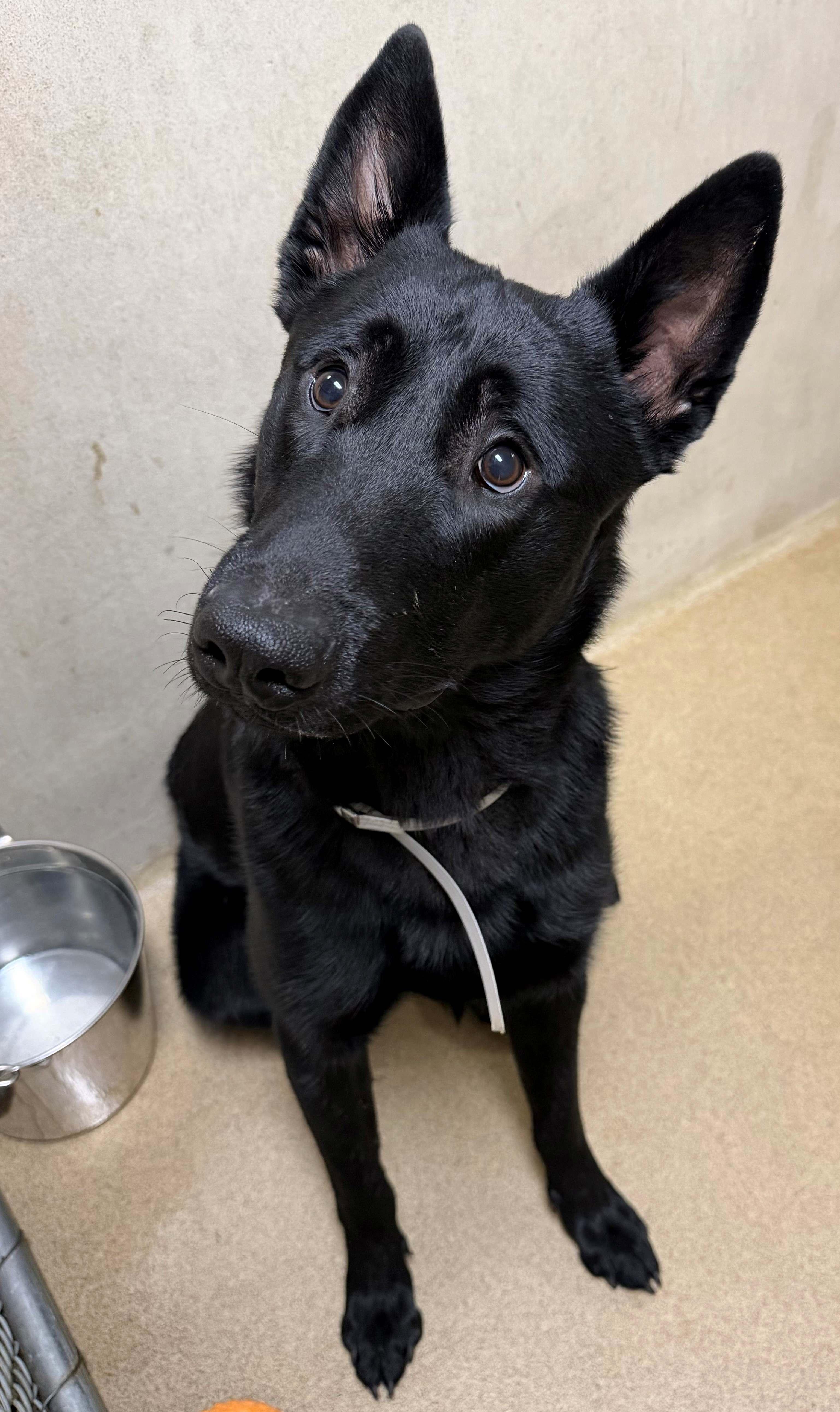 Captain Jack (53608), Adopted, Young Male German Shepherd Dog & Belgian Shepherd / Malinois.