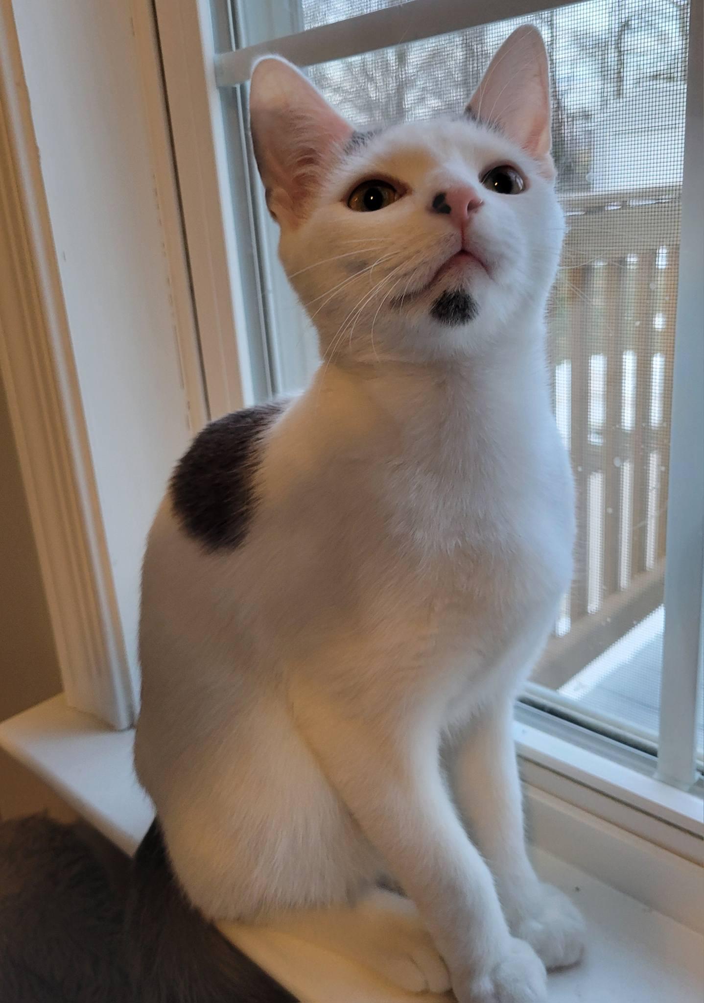 Domino, an adopted Domestic Short Hair in Gerrardstown, WV image 3/6