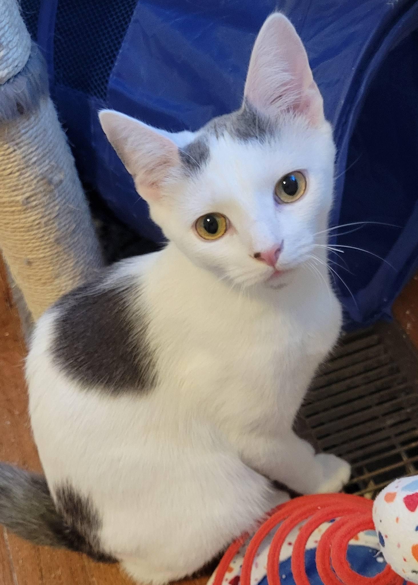 Domino, an adopted Domestic Short Hair in Gerrardstown, WV image 1/6