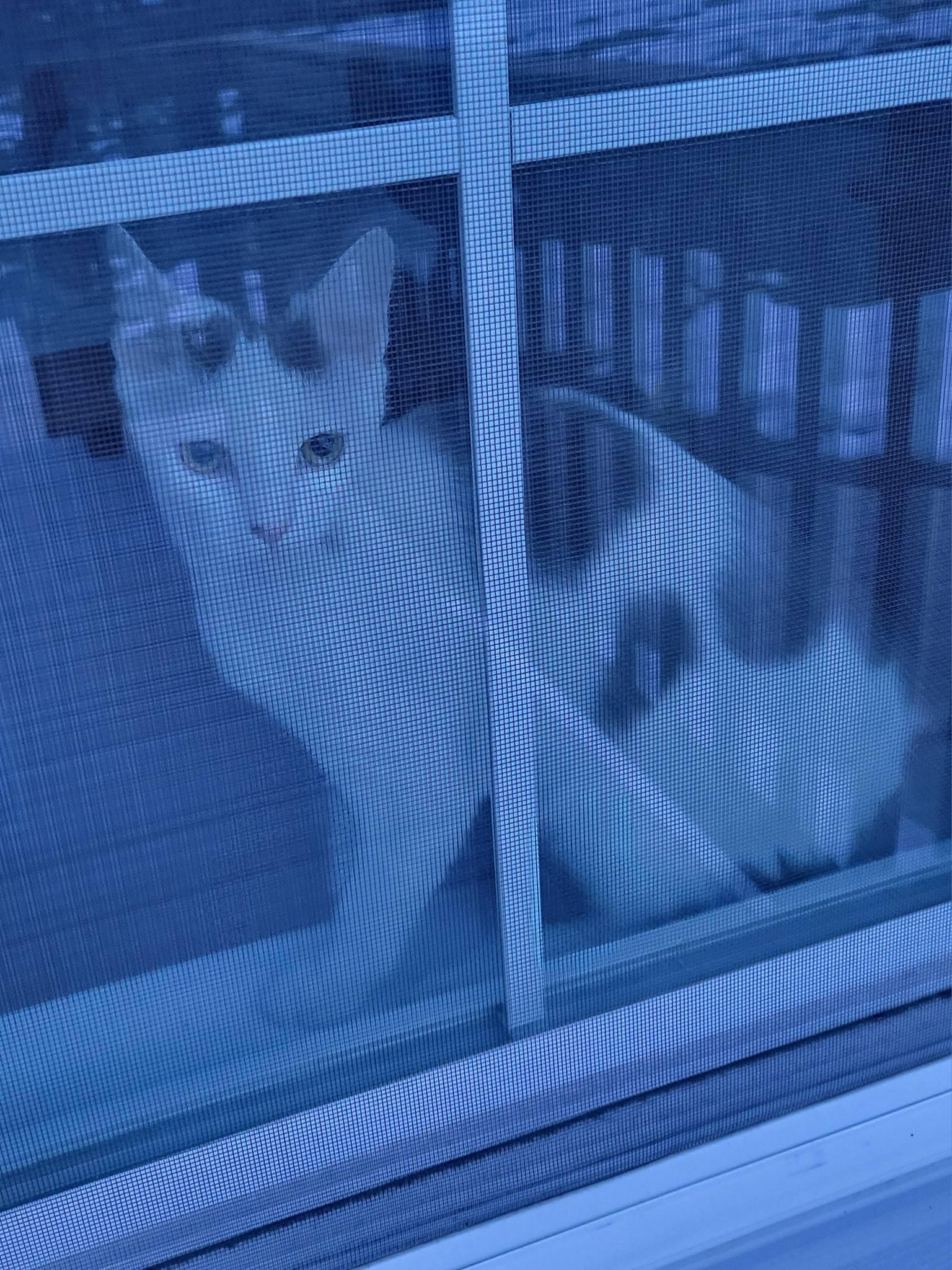 Domino, an adopted Domestic Short Hair in Gerrardstown, WV image 6/6