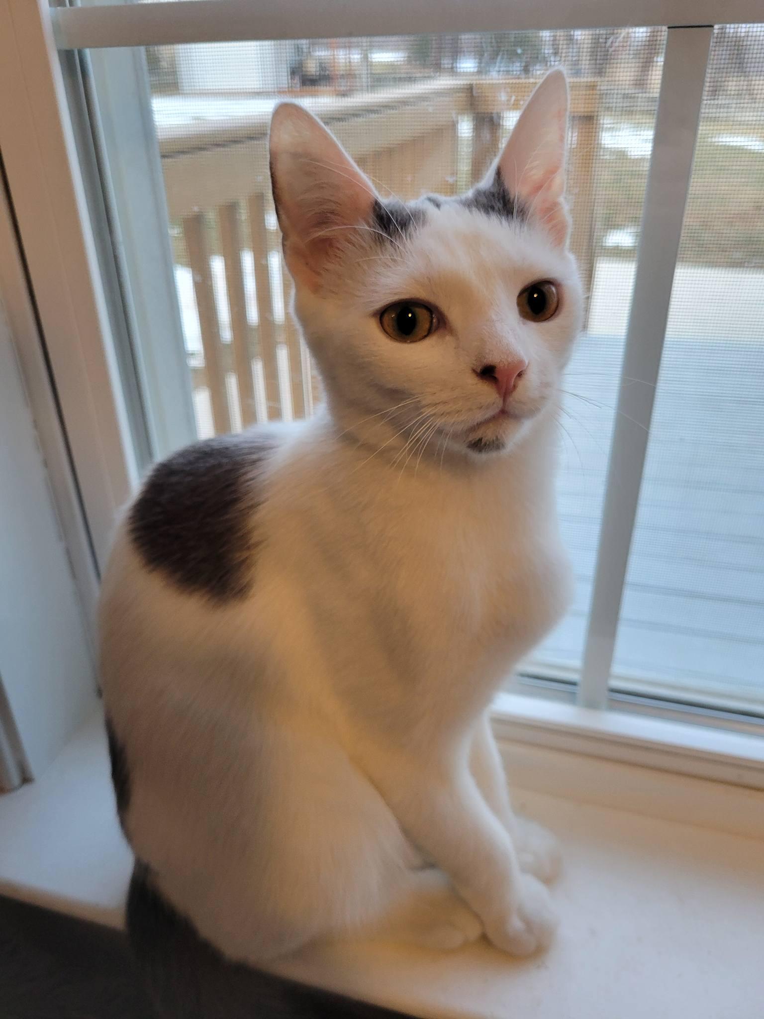 Domino, an adopted Domestic Short Hair in Gerrardstown, WV image 2/6