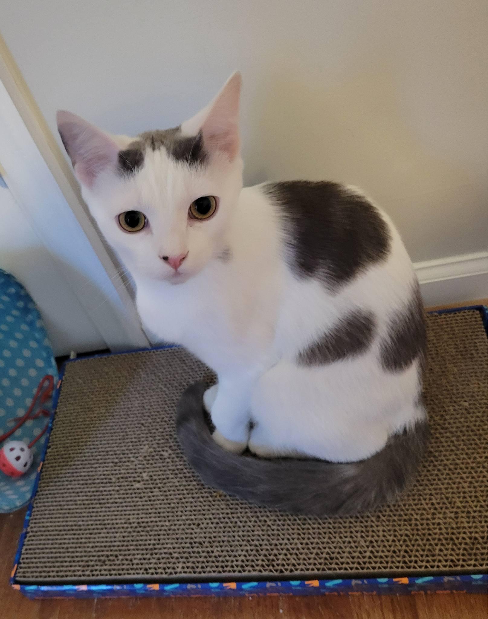 Domino, an adopted Domestic Short Hair in Gerrardstown, WV image 4/6