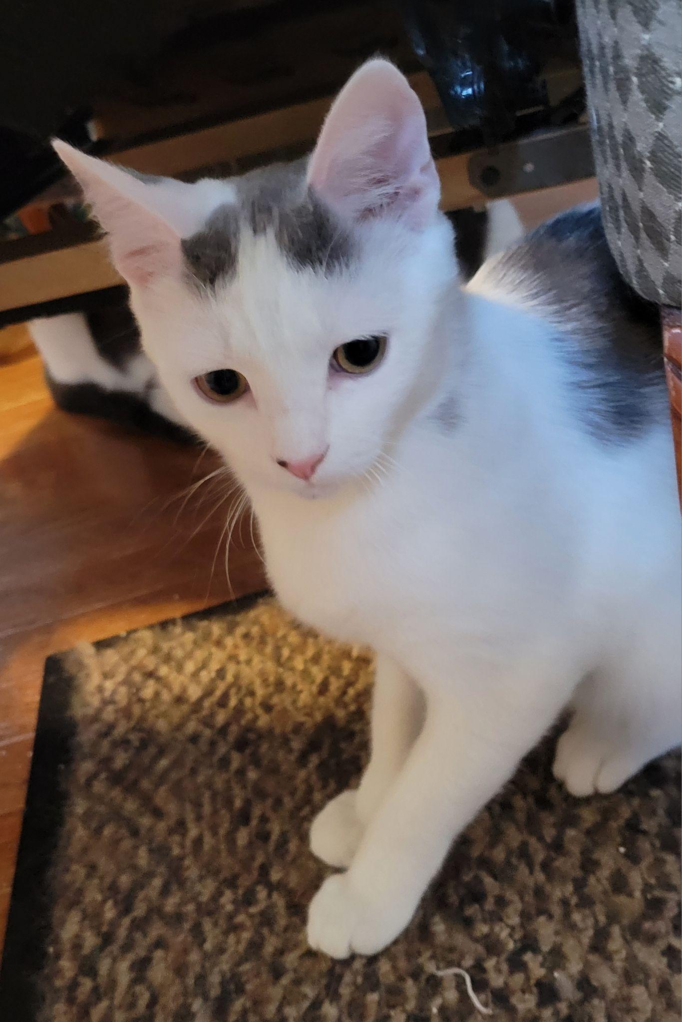 Domino, an adopted Domestic Short Hair in Gerrardstown, WV image 5/6