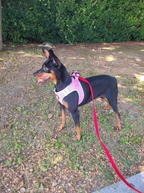 JENNY, a Adopted Miniature Pinscher in Agoura Hills, CA image 3/3