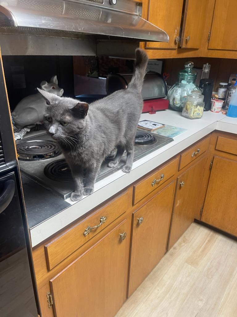 Kiki, Adoptable, Adult Female Russian Blue & Domestic Short Hair.