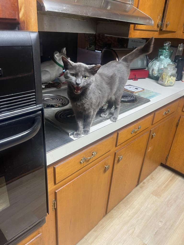 Enlarge Kiki, a Adoptable mixed breed in Chattanooga, TN image 2/2