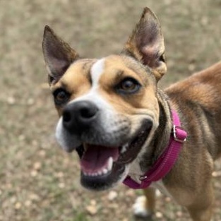 Enlarge Opal, an adopted mixed breed in Bulverde, TX image 1/3