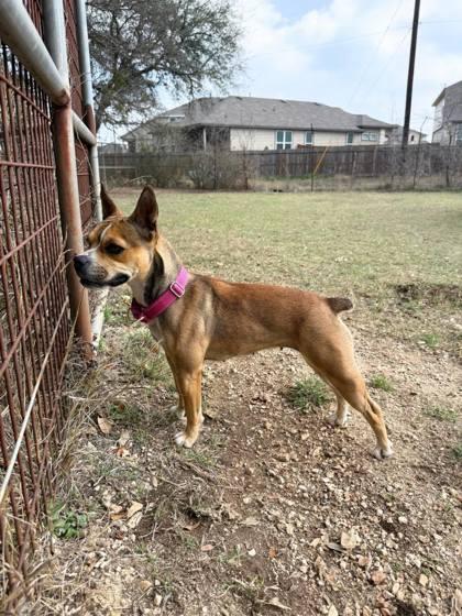 Enlarge Opal, an adopted mixed breed in Bulverde, TX image 3/3