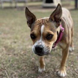 Enlarge Opal, an adopted mixed breed in Bulverde, TX image 2/3