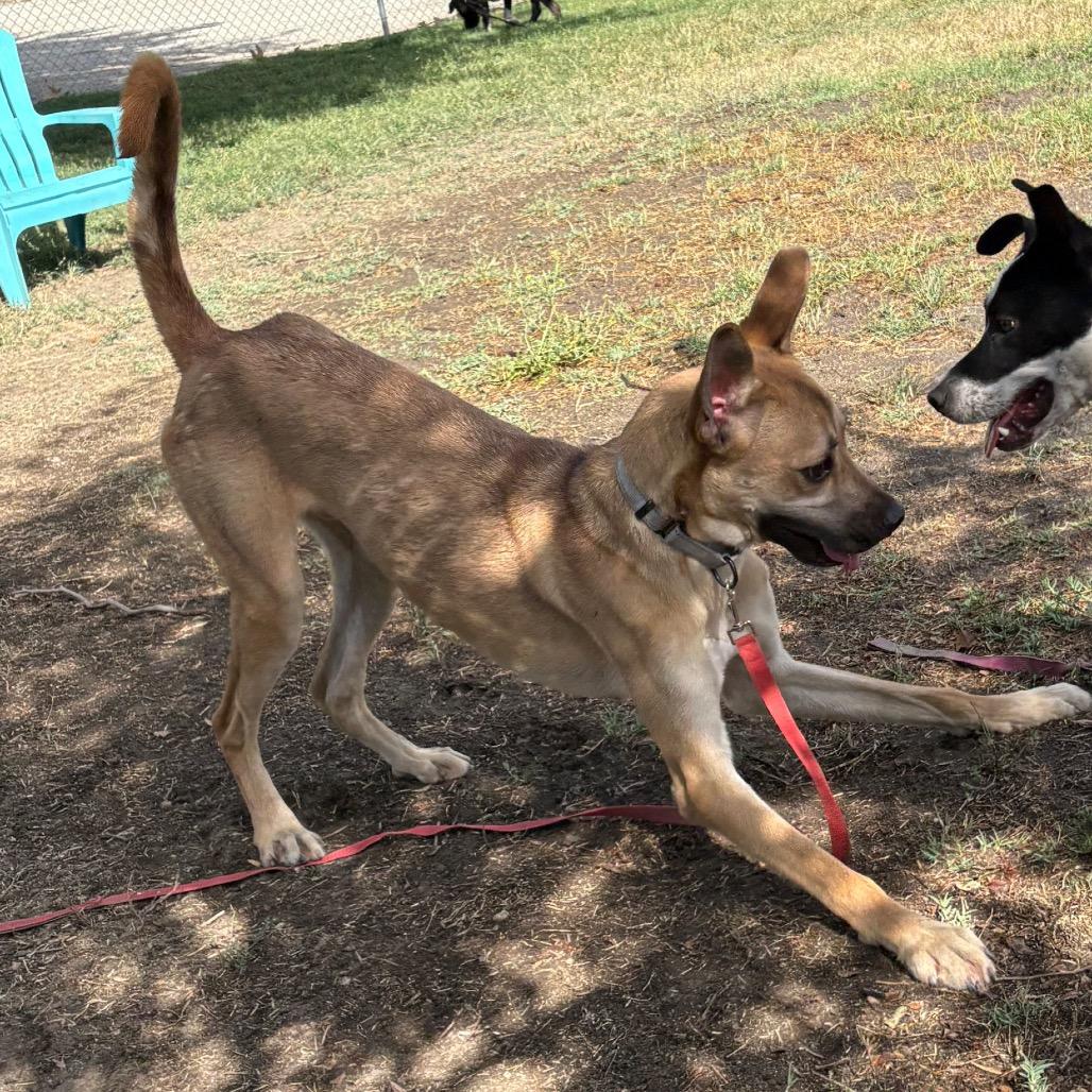 Clyde, a Adoptable mixed breed in San Jacinto, CA image 3/6