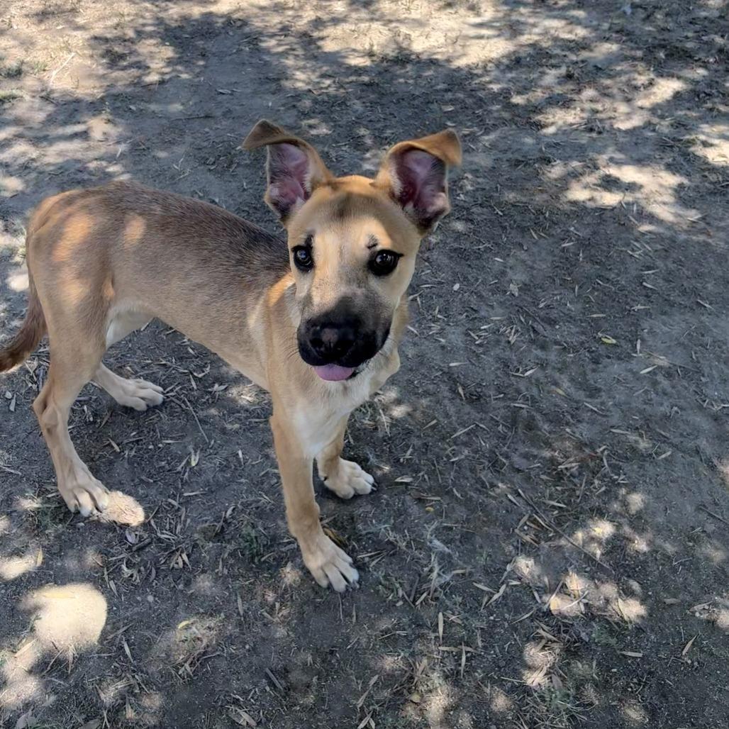 Clyde, a Adoptable mixed breed in San Jacinto, CA image 4/6