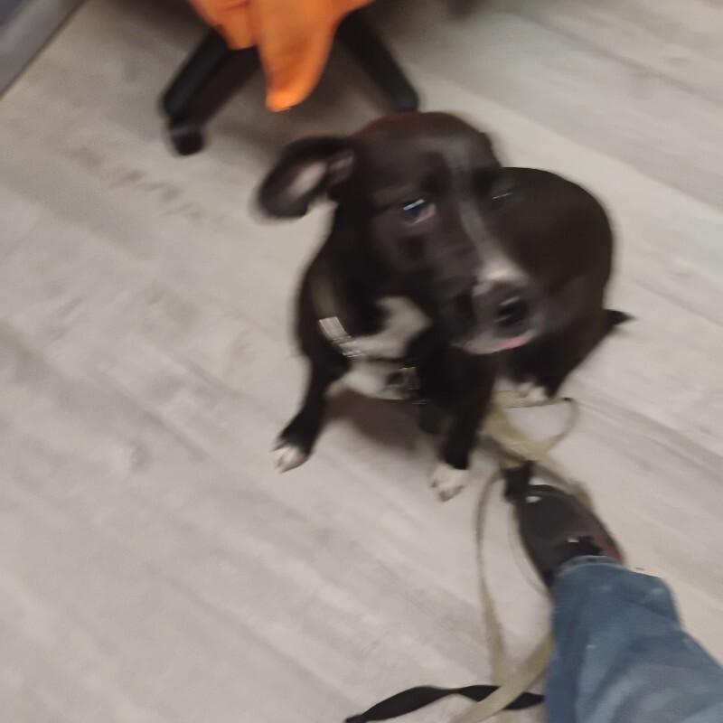 Enlarge PEPPER 3-11-2026, a Adoptable Black Labrador Retriever in Paris , TN image 1/1