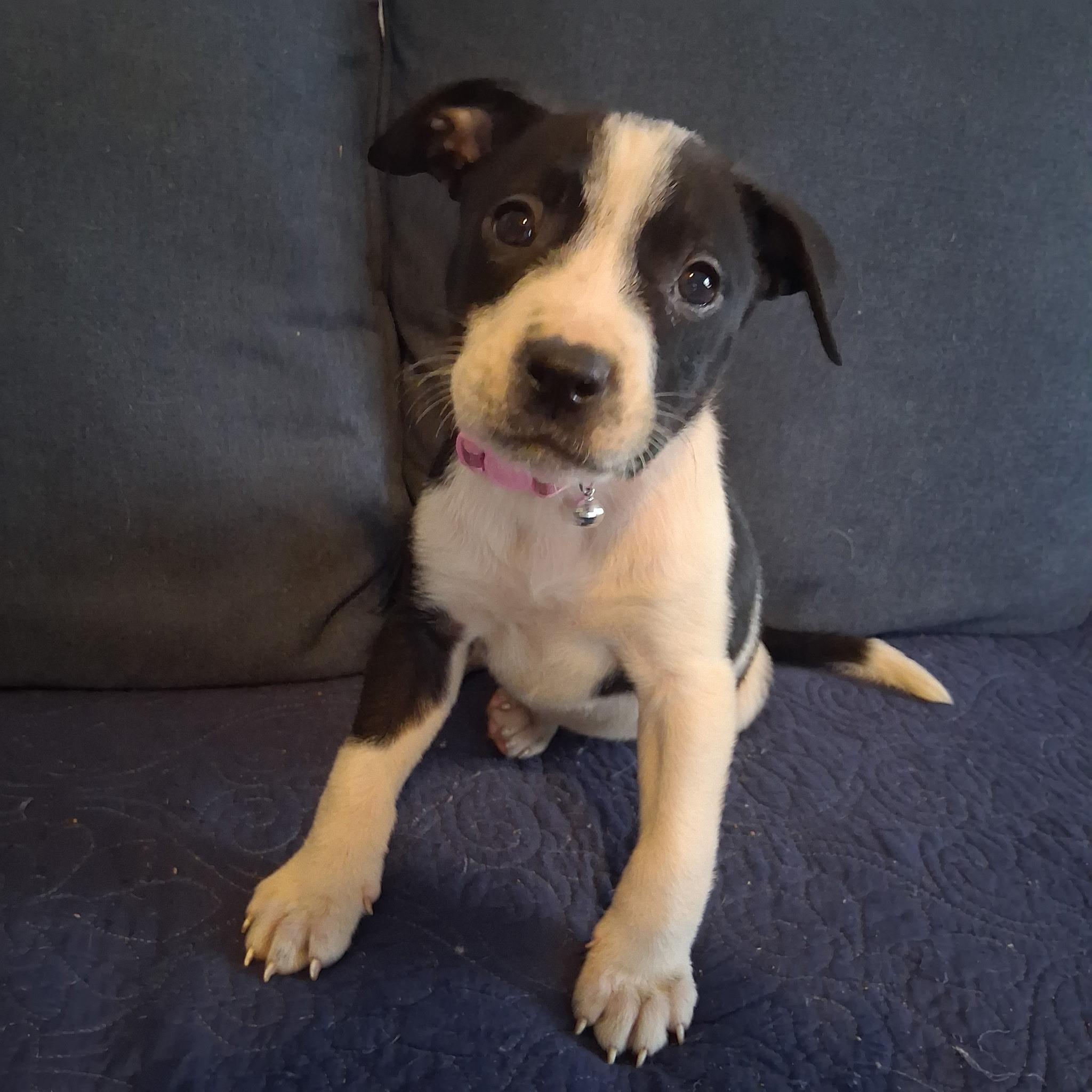 Petunia, adoptable, Puppy Female Pit Bull Terrier & Rat Terrier.