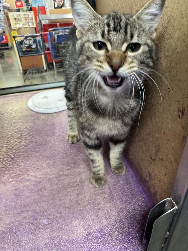 Enlarge Camry, a Adoptable Domestic Short Hair in Gonzales, LA image 1/1