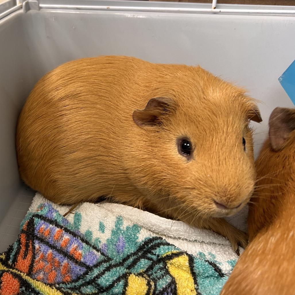 Beans-IN FOSTER, Adoptable, Young Male Guinea Pig.
