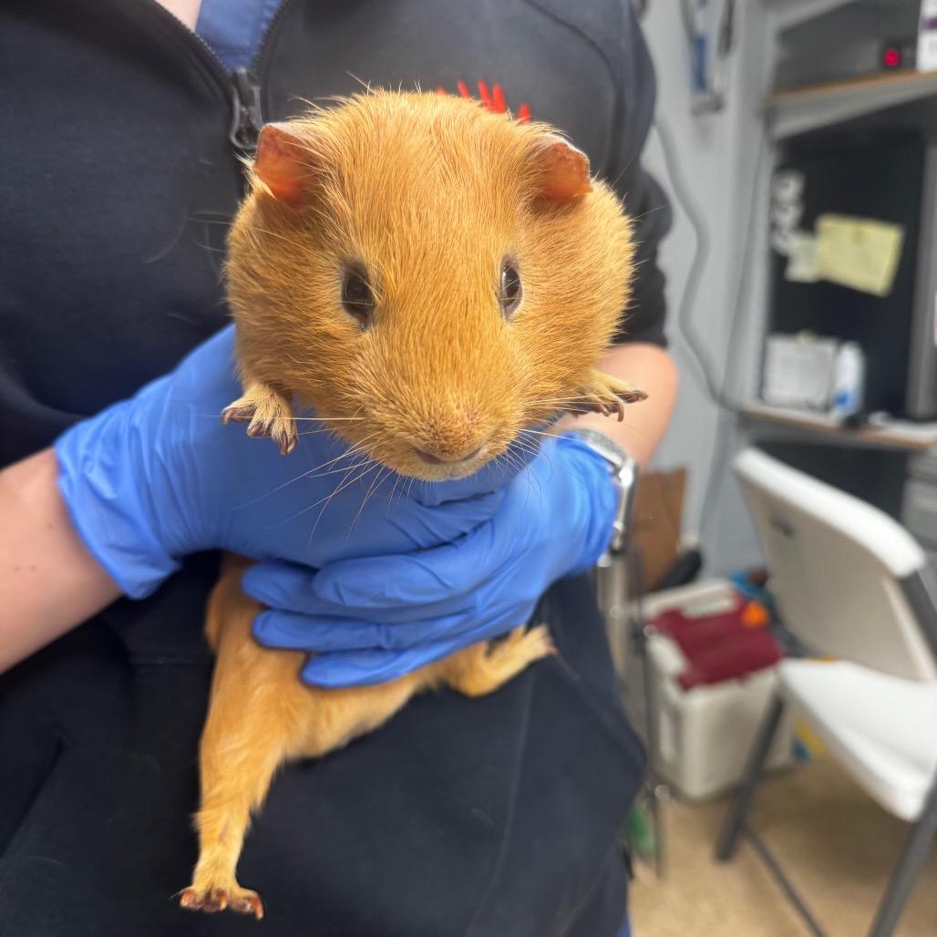 Enlarge Beans-IN FOSTER, a Adoptable Guinea Pig in Birdsboro, PA image 2/2