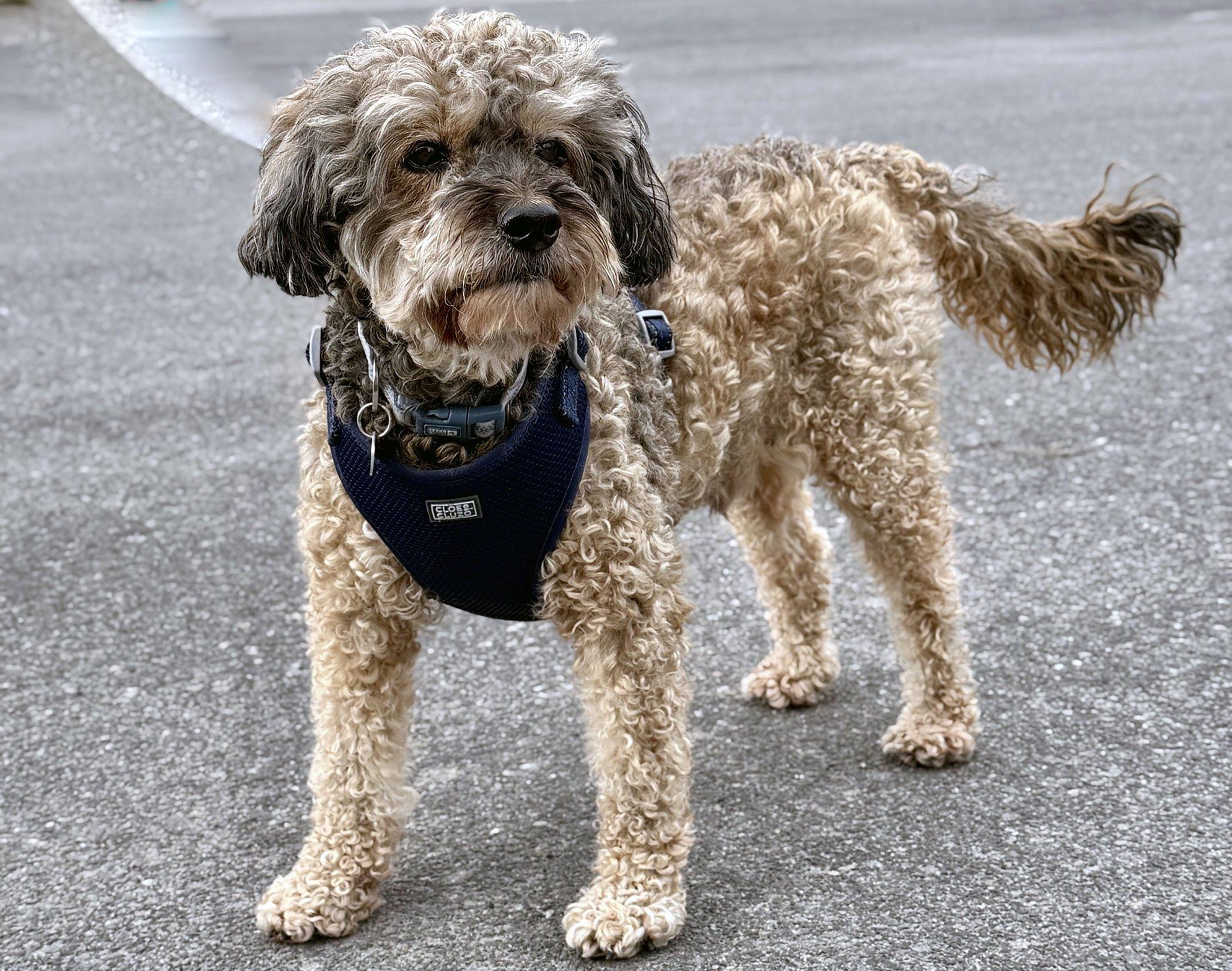 NICO, an adopted mixed breed in Montreal, QC image 3/3