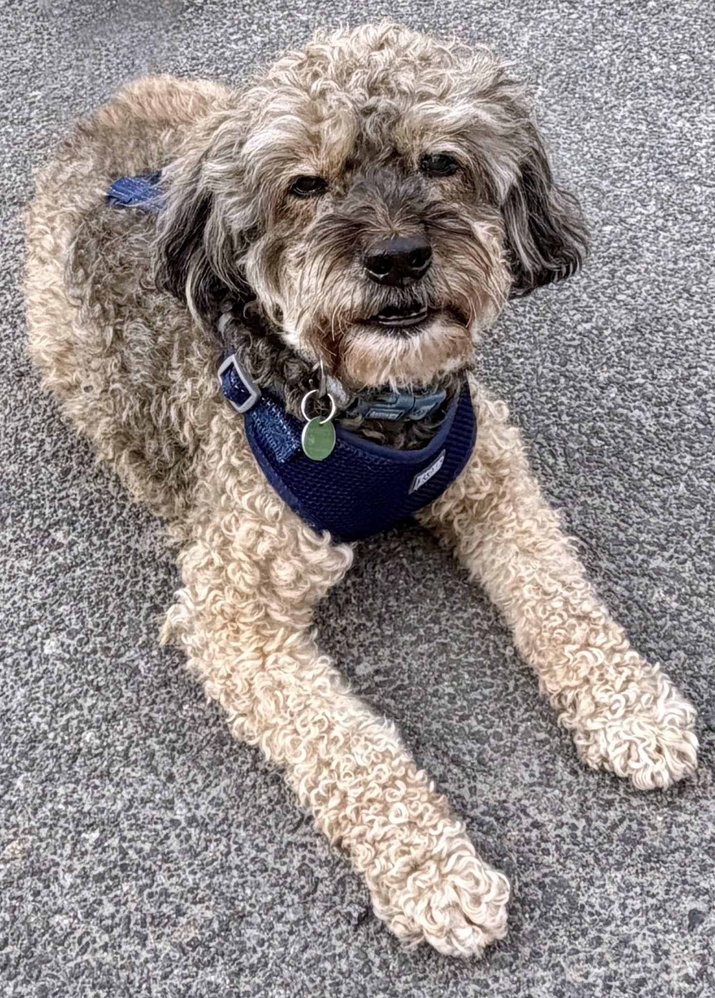 NICO, an adopted mixed breed in Montreal, QC image 2/3