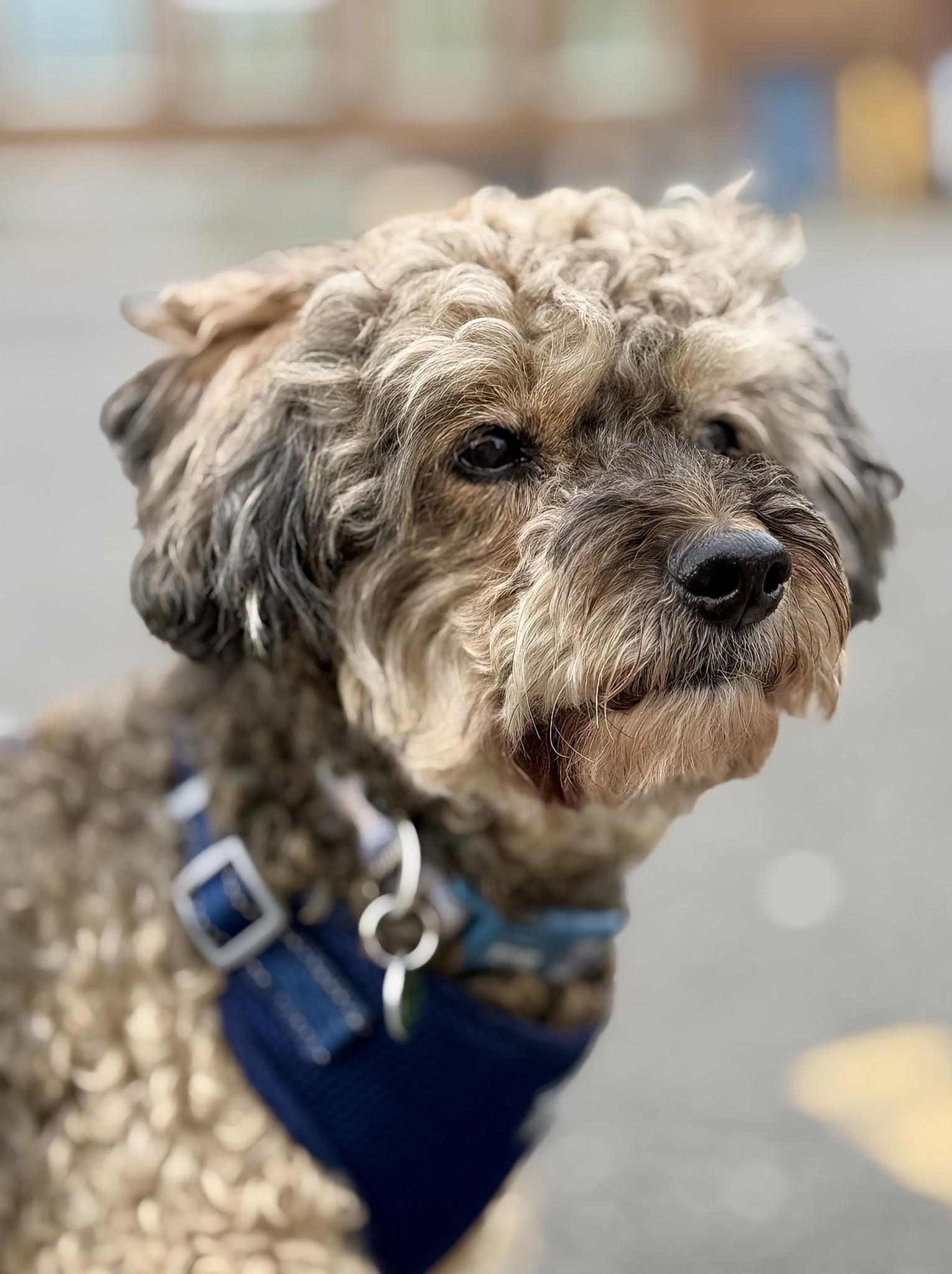 NICO, adopted, Senior Male Poodle.