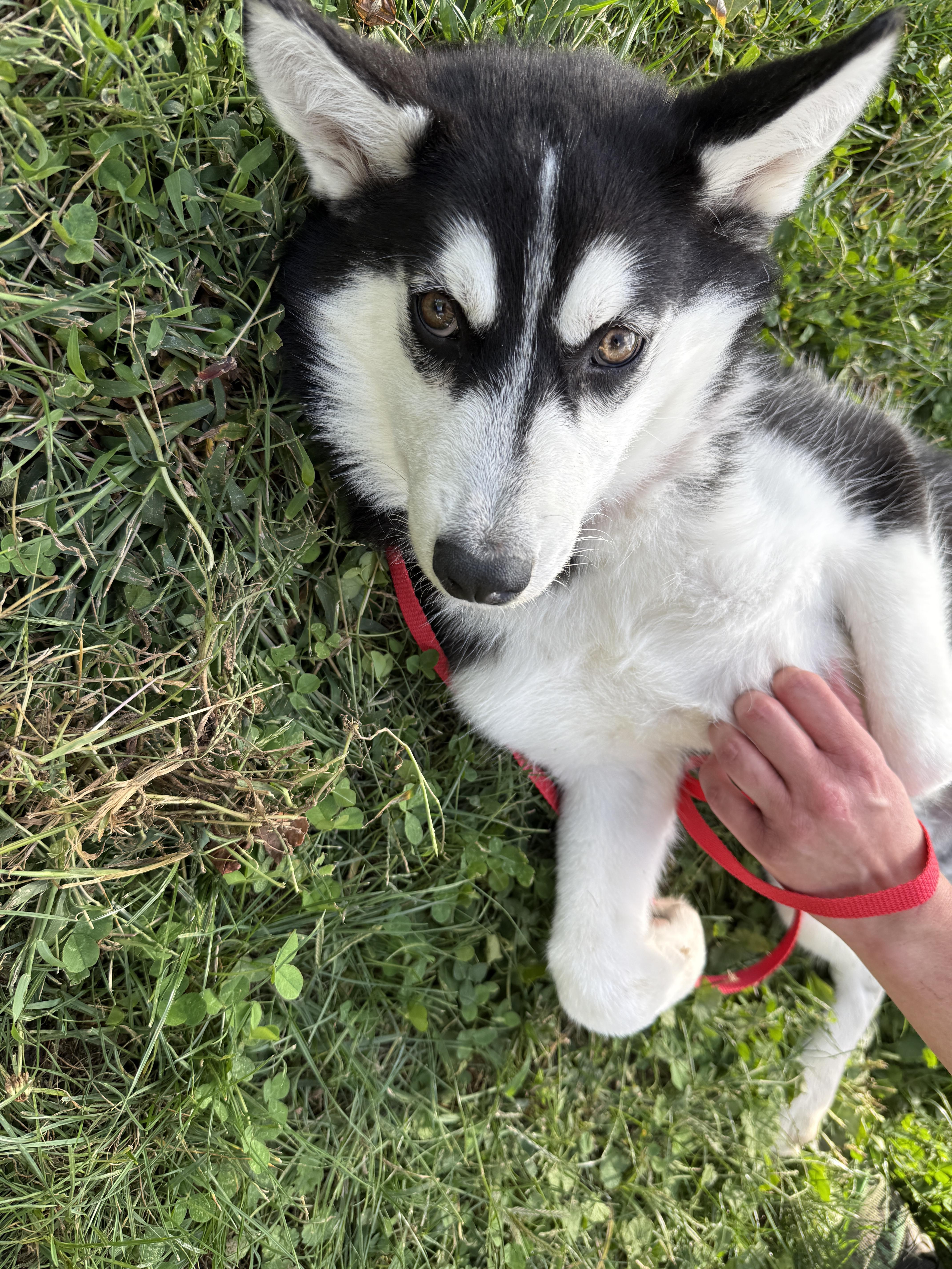 Enlarge Chaos, a Adopted Husky in Mooresville, IN image 4/4