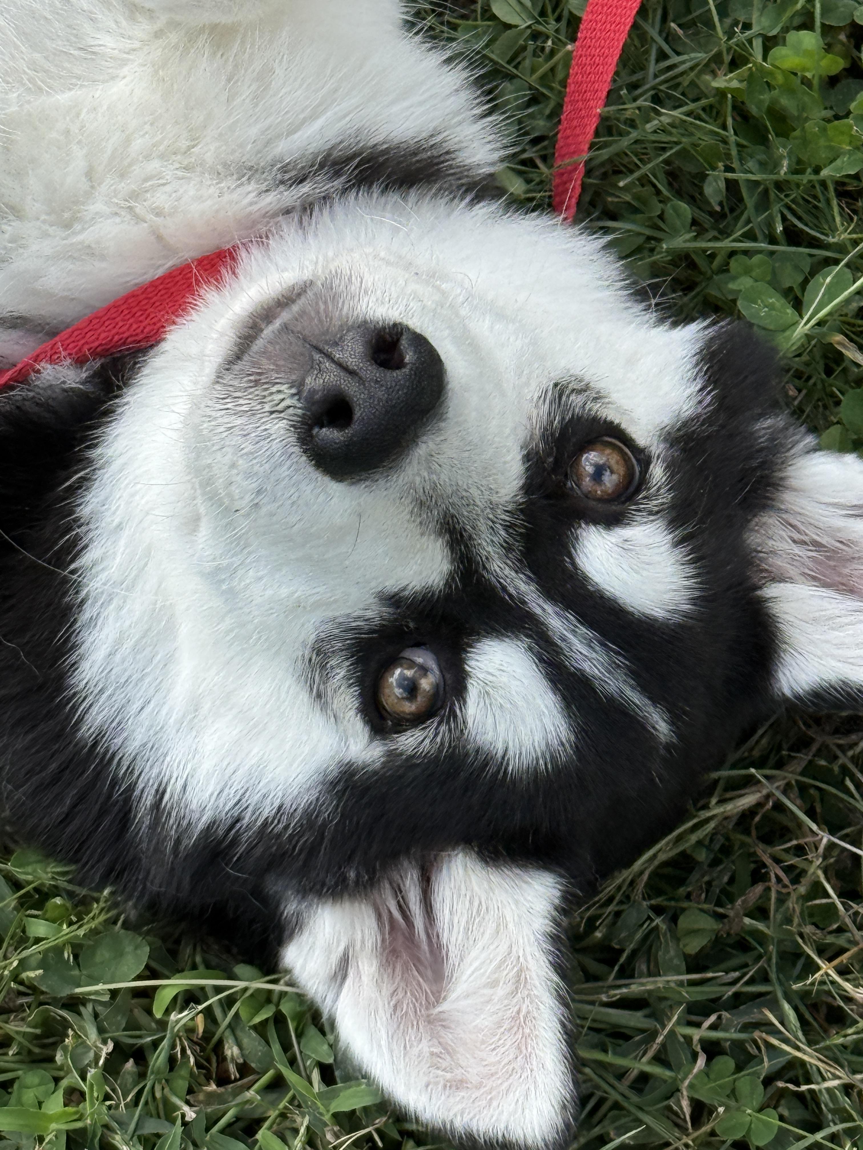 Enlarge Chaos, a Adopted Husky in Mooresville, IN image 3/4