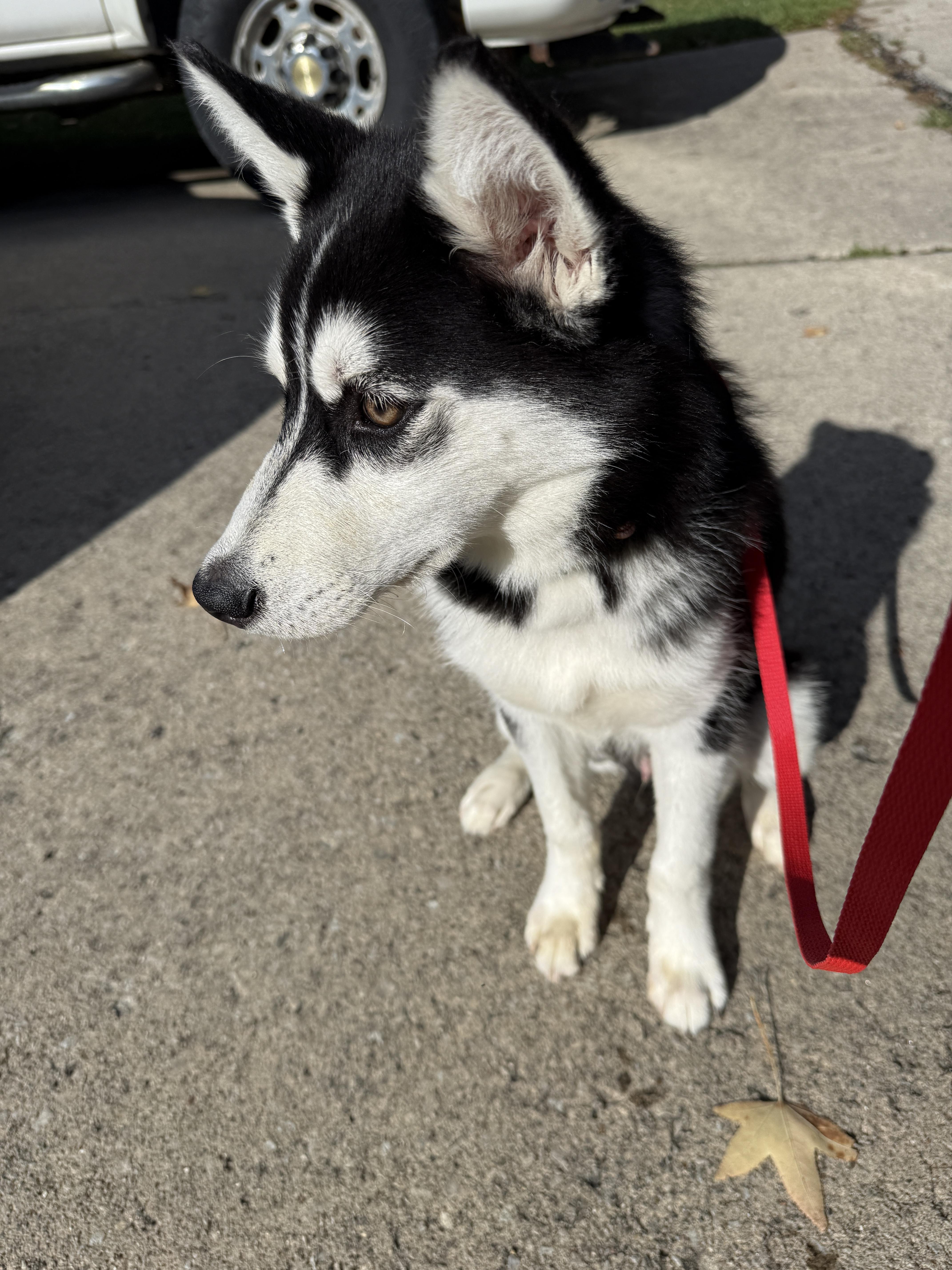 Enlarge Chaos, a Adopted Husky in Mooresville, IN image 2/4