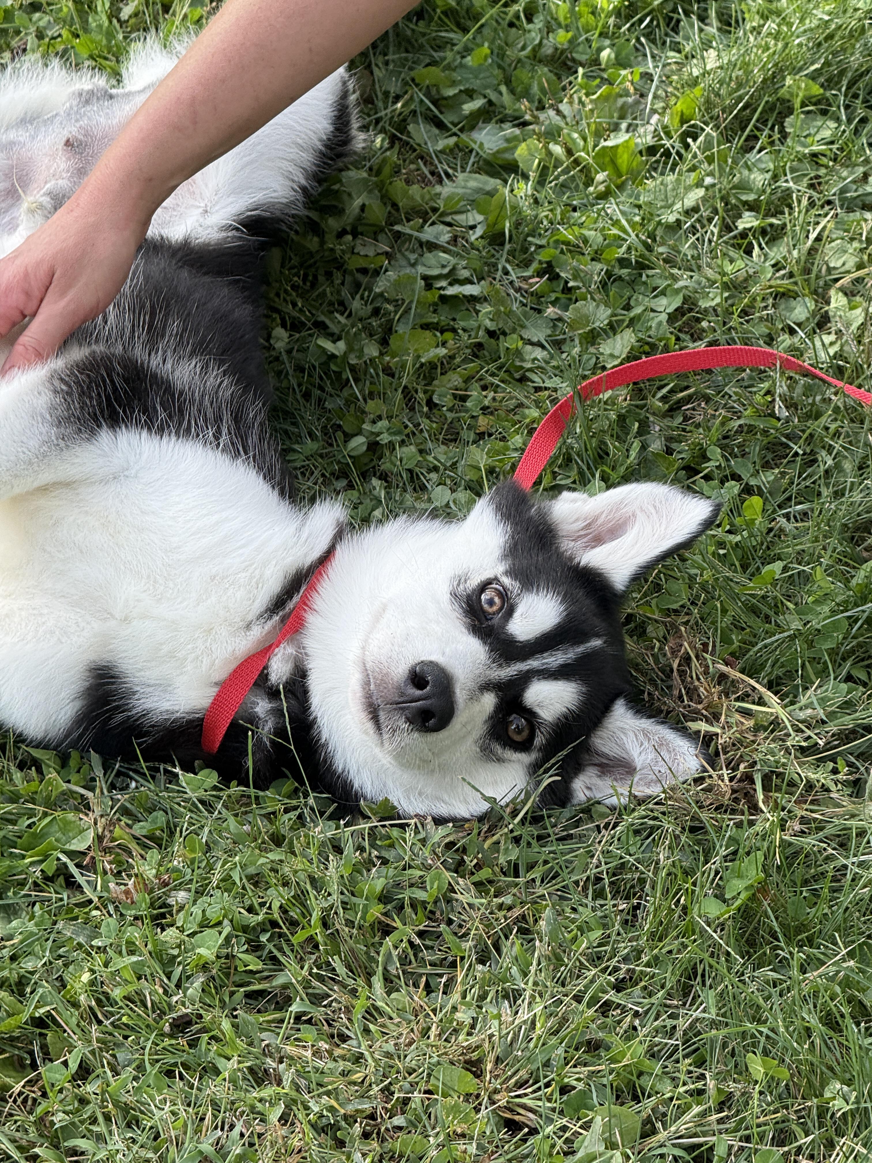Enlarge Chaos, a Adopted Husky in Mooresville, IN image 1/4