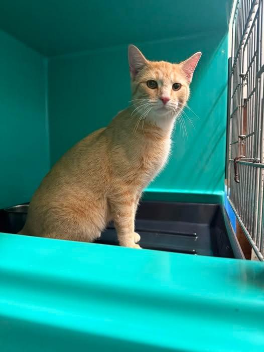 Yam, Adoptable, Young Male Domestic Short Hair.