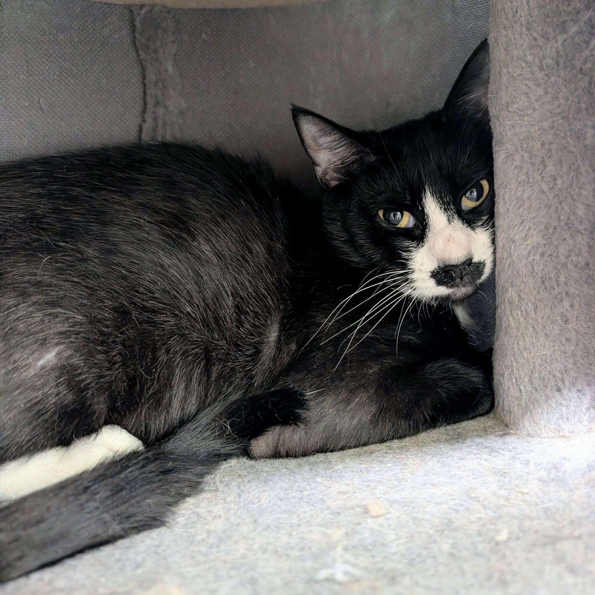 Enlarge Byetta, a ADOPTABLE Domestic Short Hair in Newburgh, IN image 1/1