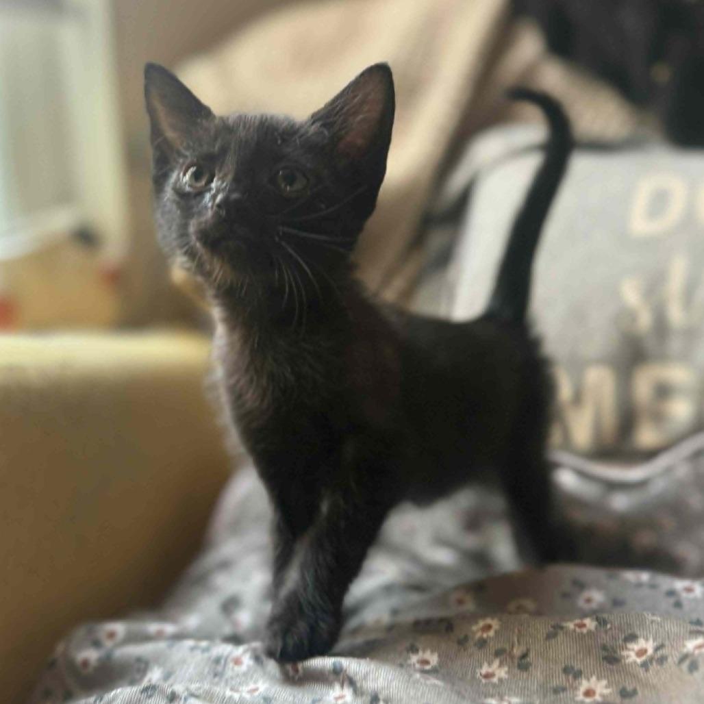 Enlarge Baron Von Box, an adopted Domestic Short Hair in Wilmington, NC image 1/3
