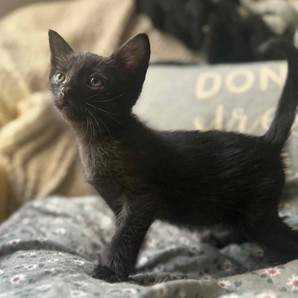 Enlarge Baron Von Box, an adopted Domestic Short Hair in Wilmington, NC image 2/3