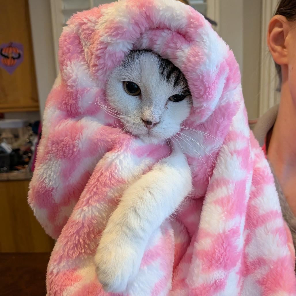 Marshmallow, Adoptable, Young Female Domestic Short Hair.