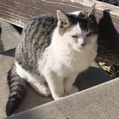 Enlarge Marshmallow, a Adoptable Domestic Short Hair in Layton, UT image 2/2