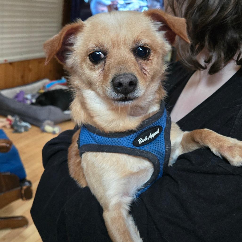 Rascal, Adoptable, Adult Male Chihuahua.