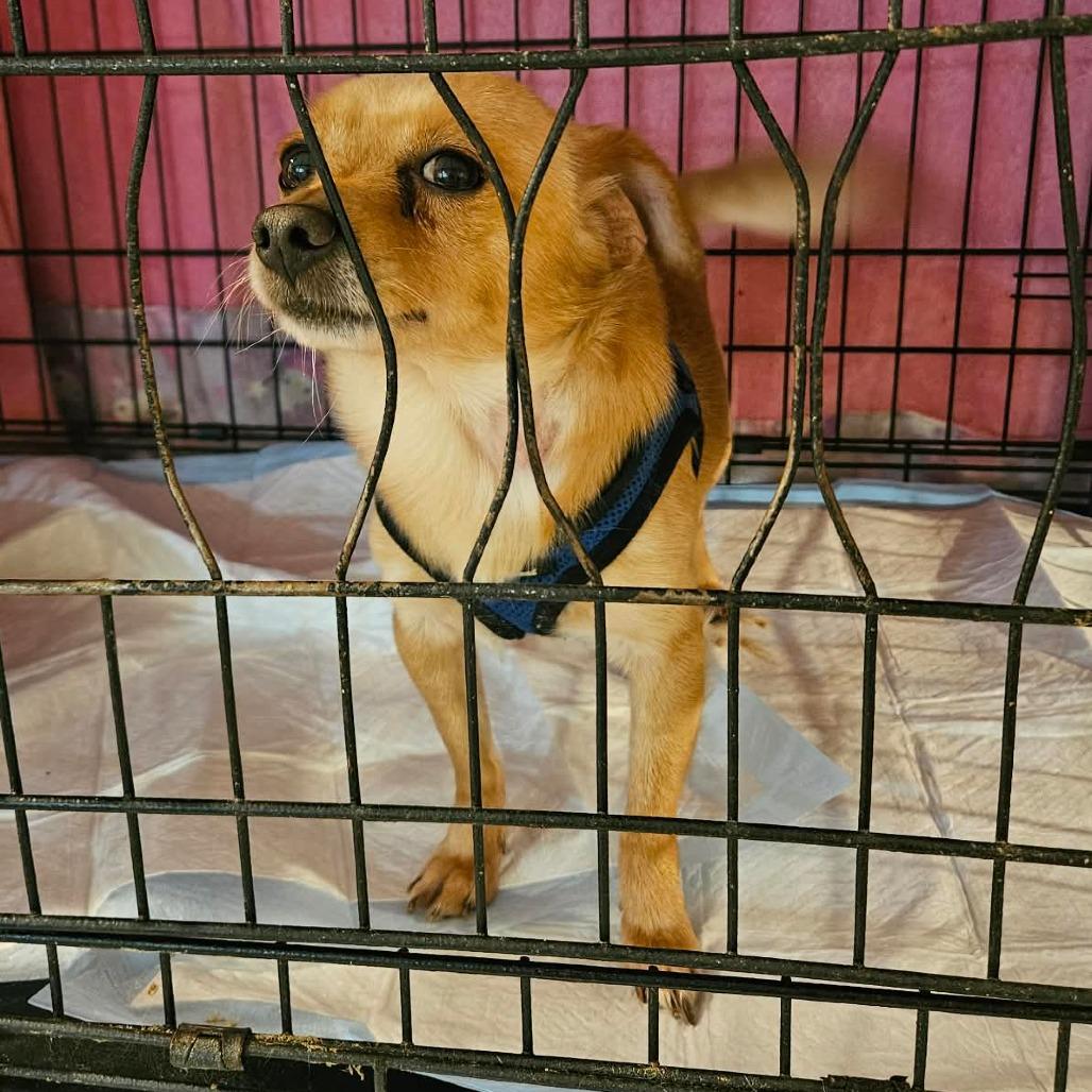 Enlarge Rascal, a Adoptable Chihuahua in Loves Park, IL image 2/6